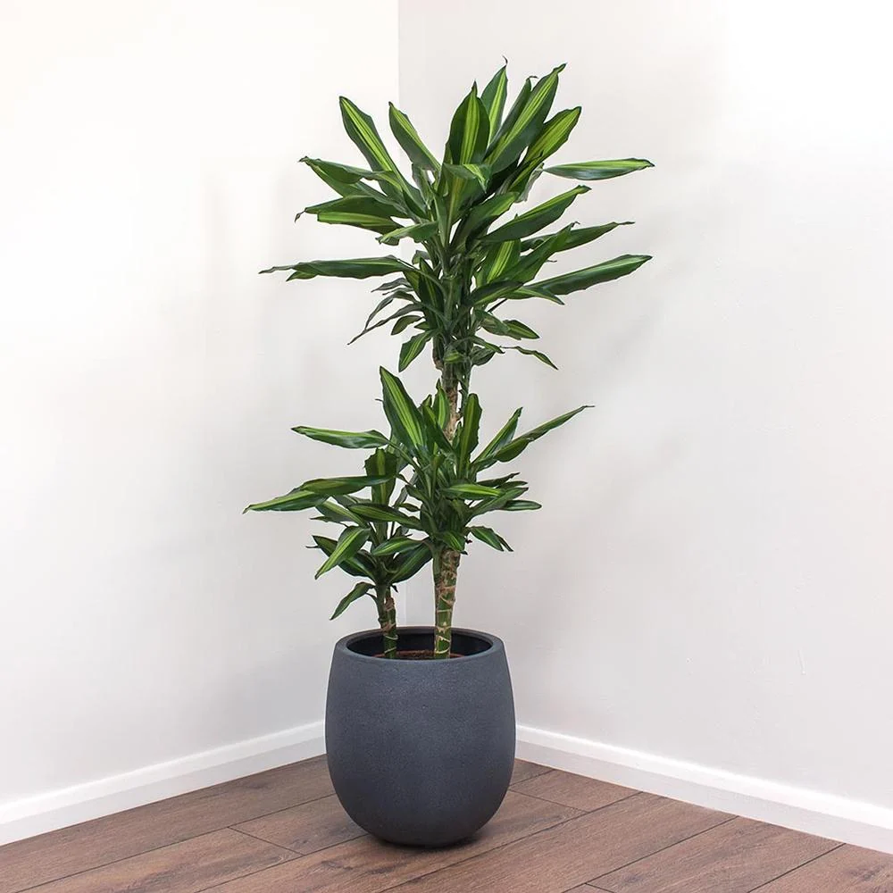 Trunchiul Fericirii (Dracena) Cintho, 110-120 cm, 3 Tulpini