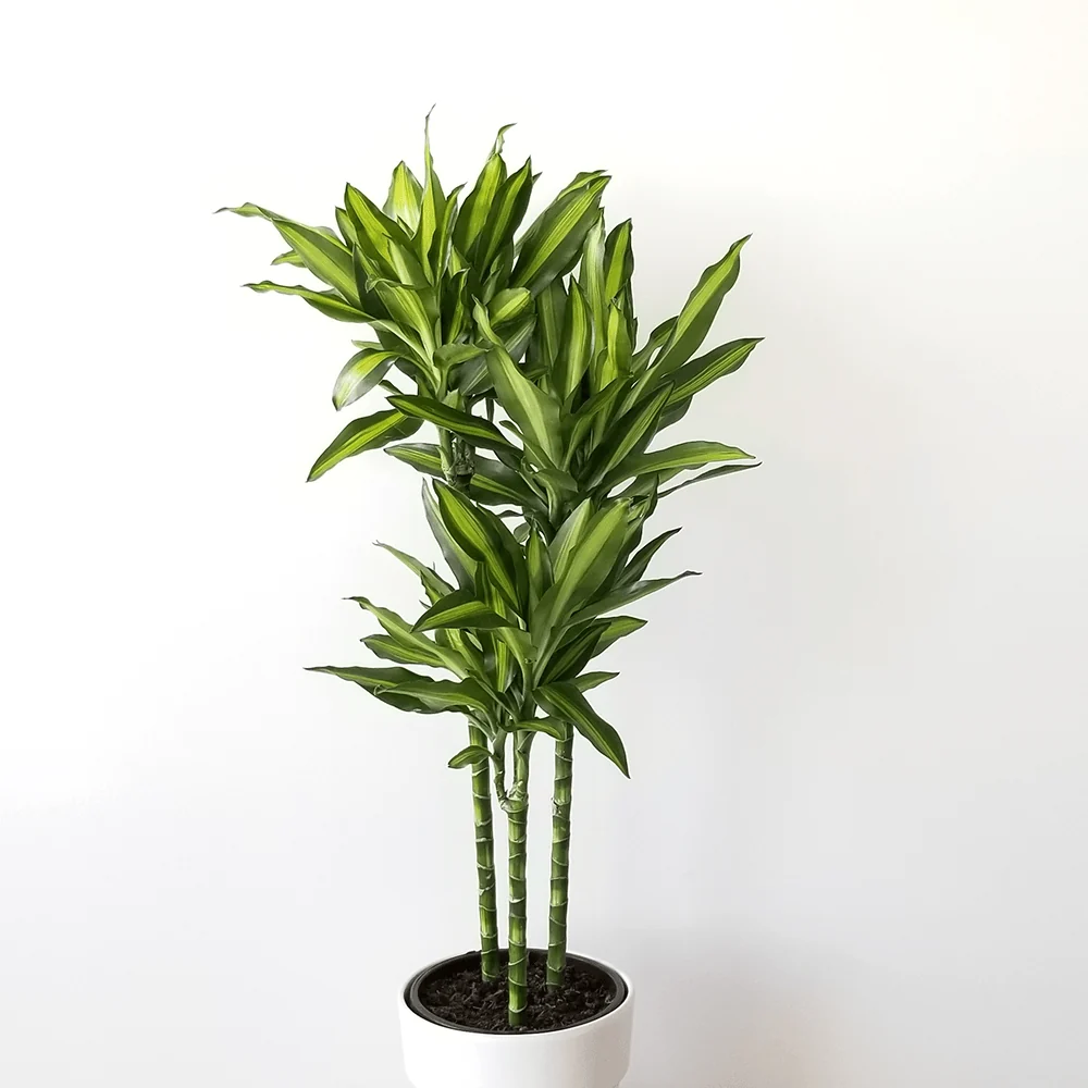 Trunchiul Fericirii (Dracena) Cintho, 110-120 cm, 3 Tulpini