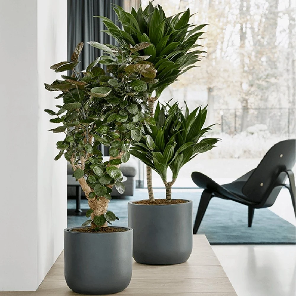 Trunchiul Fericirii (Dracena) Compacta - 100 cm