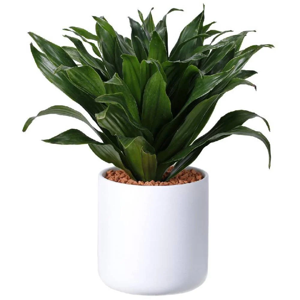 Trunchiul Fericirii (Dracena) Compacta - 40 cm