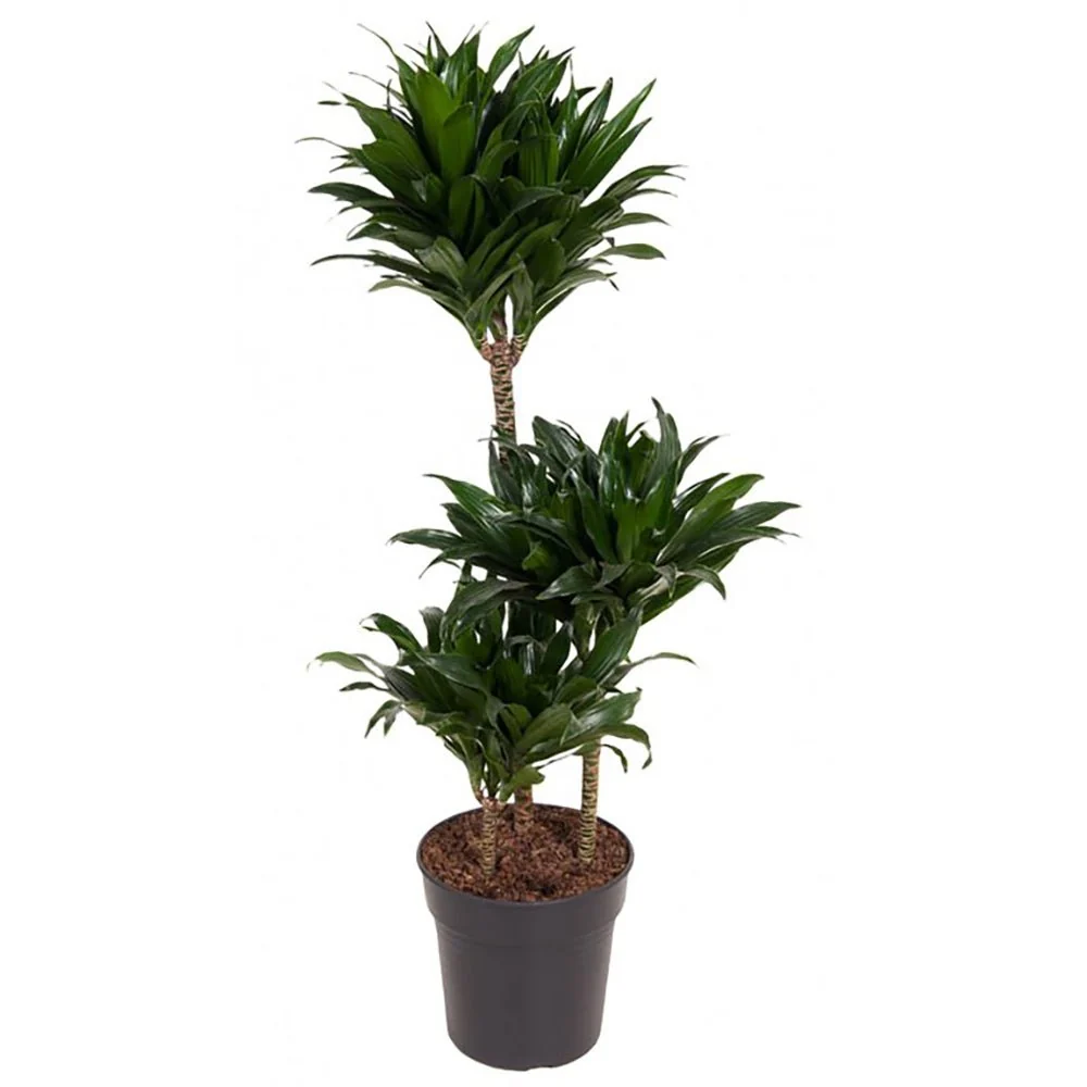 Trunchiul Fericirii (Dracena) Compacta, 90 cm, 3 Tulpini