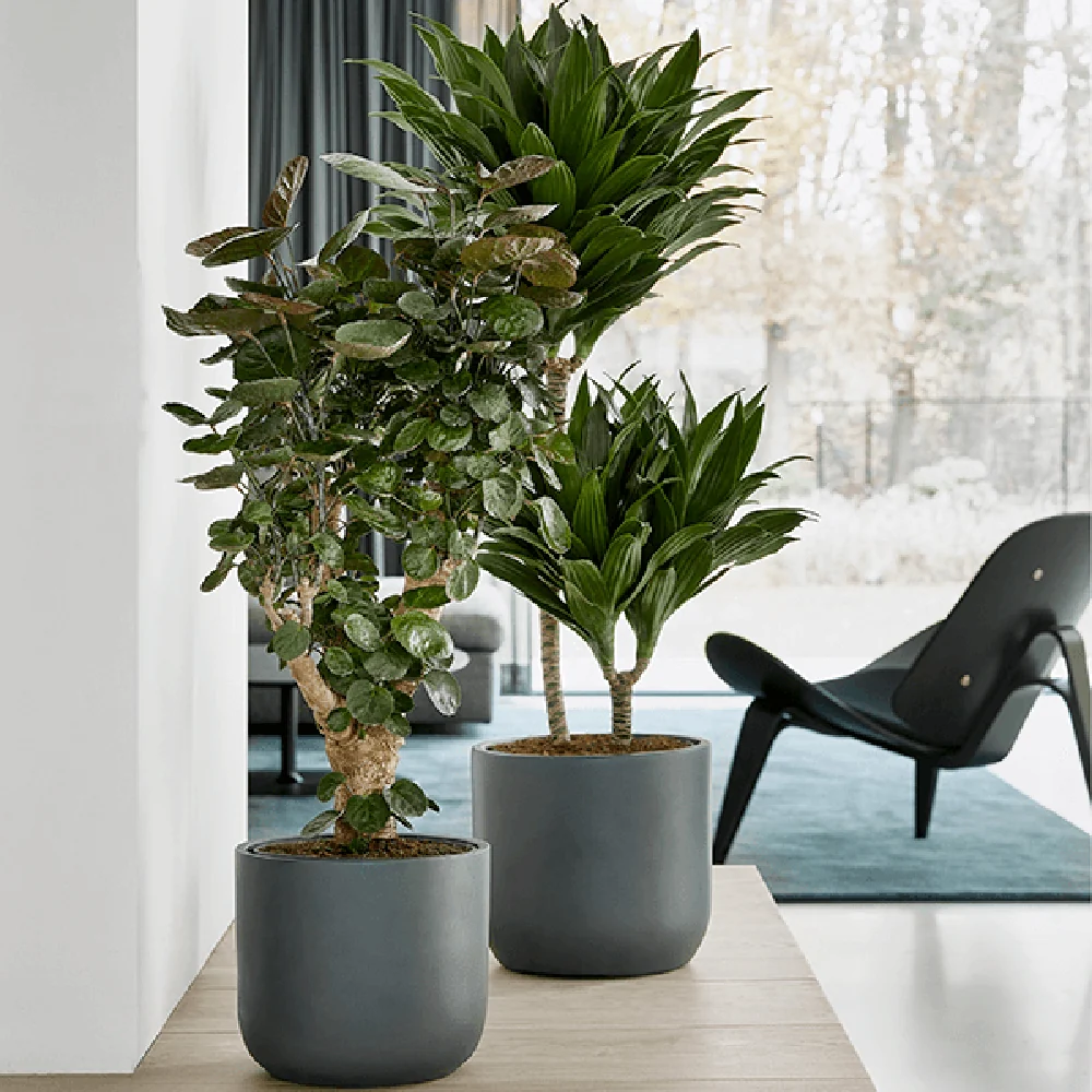 Trunchiul Fericirii (Dracena) Compacta, 90 cm, 3 Tulpini