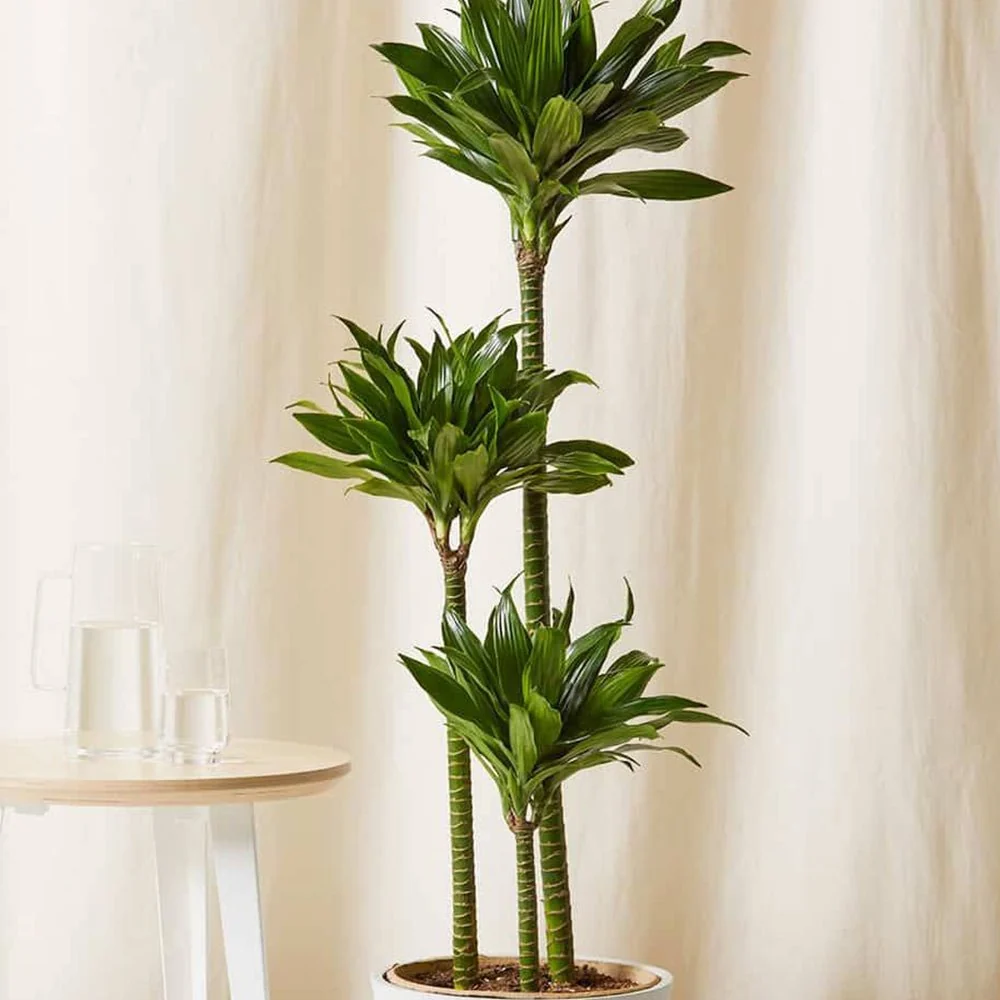 Trunchiul Fericirii (Dracena) Compacta, 90 cm, 3 Tulpini