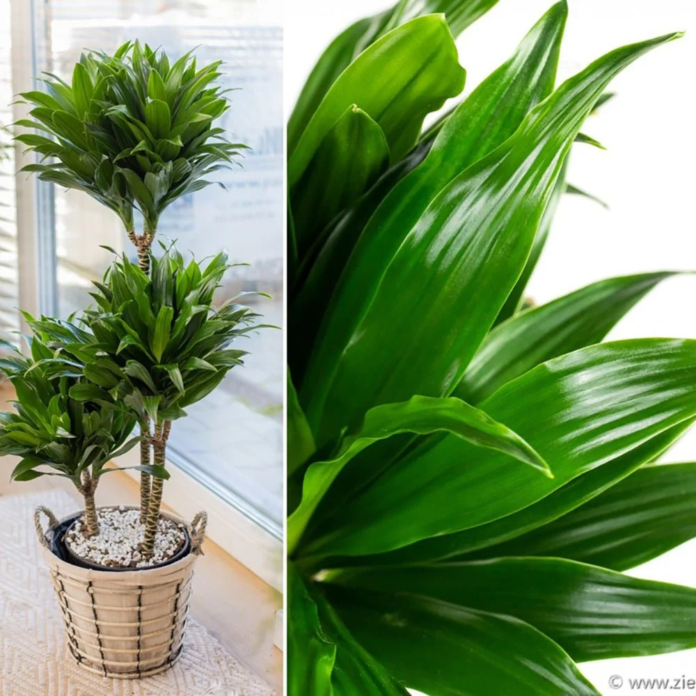 Trunchiul Fericirii (Dracena) Compacta, 90 cm, 3 Tulpini