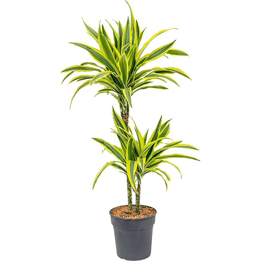 Trunchiul Fericirii (Dracena) Lemon Lime, 110 cm, 2 Tulpini, planta de apartament decorativa cu frunze verzi galbene