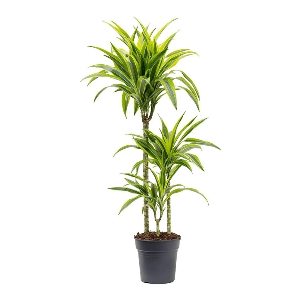 Trunchiul Fericirii (Dracena) Lemon Lime, 145 cm, 3 Tulpini, planta de apartament decorativa cu frunze verzi galbene