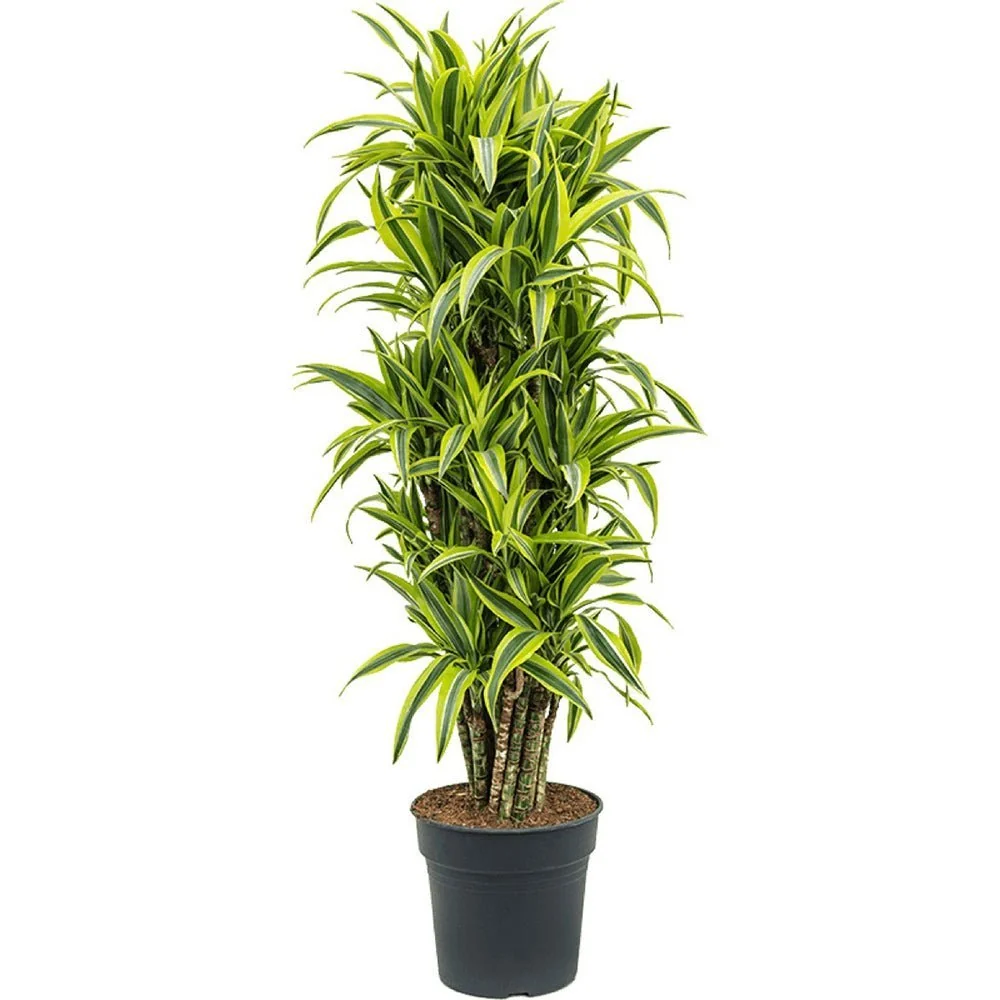 Trunchiul Fericirii (Dracena) Lemon Lime, 170 cm, 8 Tulpini, planta de apartament decorativa cu frunze verzi galbene