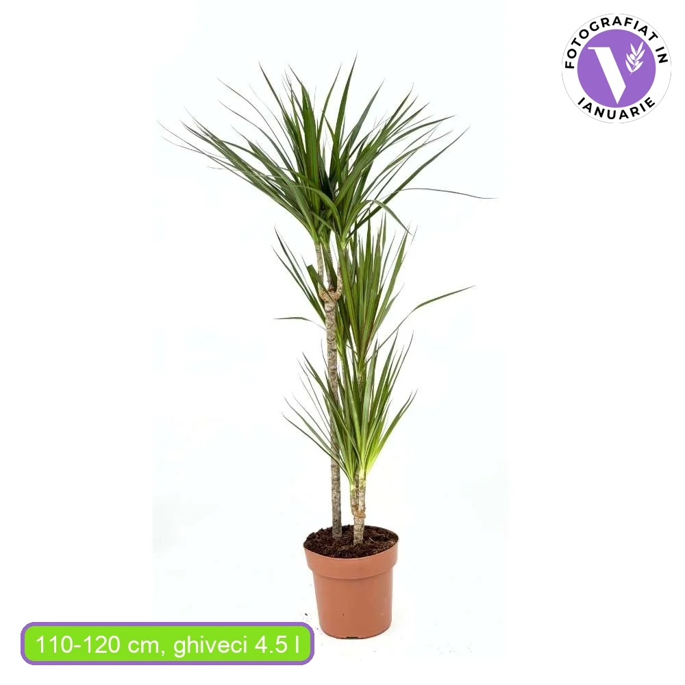 Trunchiul Fericirii (Dracena) Marginata, 110 cm, 3 Tulpini (60-30-15 cm), planta decorativa cu frunze subtiri si tulpina i...