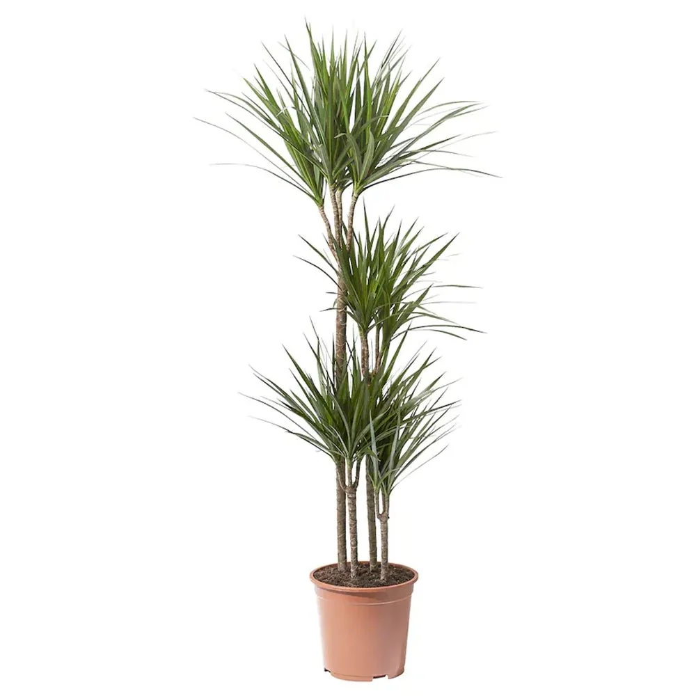 Trunchiul Fericirii (Dracena) Marginata, 120 cm, 4 Tulpini, planta decorativa cu frunze subtiri si tulpina inalta