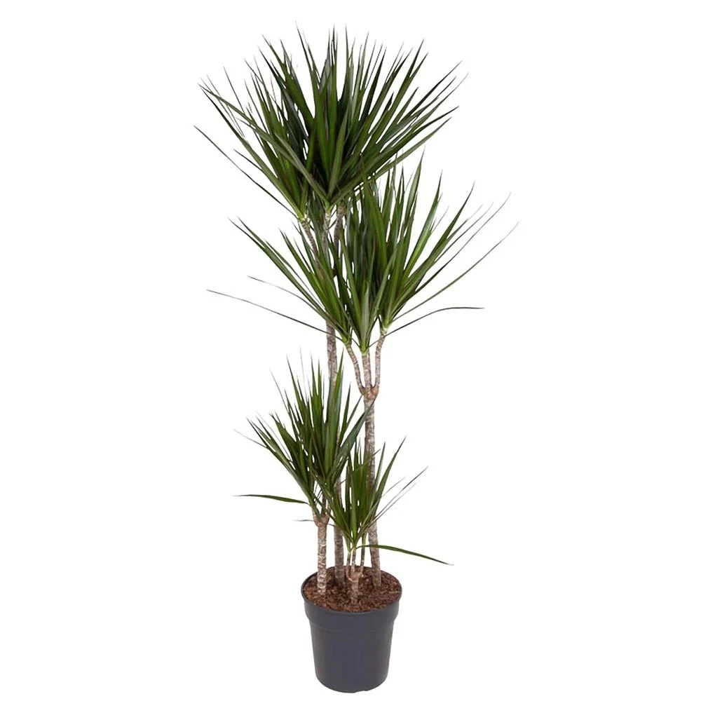 Trunchiul Fericirii (Dracena) Marginata, 180 cm, 4 Tulpini, planta decorativa cu frunze subtiri si tulpina inalta