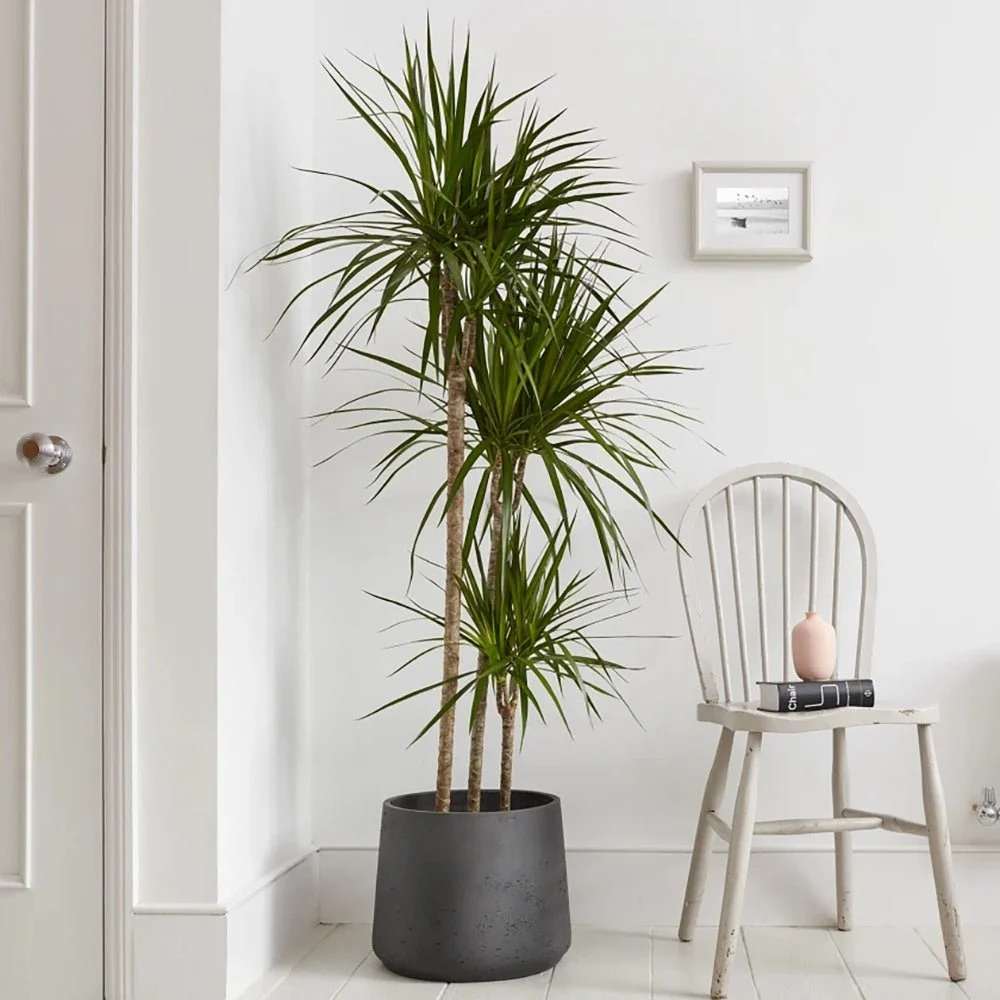 Trunchiul Fericirii (Dracena) Marginata, 180 cm, 4 Tulpini, planta decorativa cu frunze subtiri si tulpina inalta