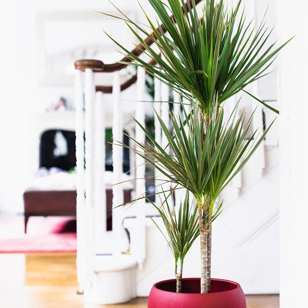 Trunchiul Fericirii (Dracena) Marginata, 180 cm, 4 Tulpini, planta decorativa cu frunze subtiri si tulpina inalta