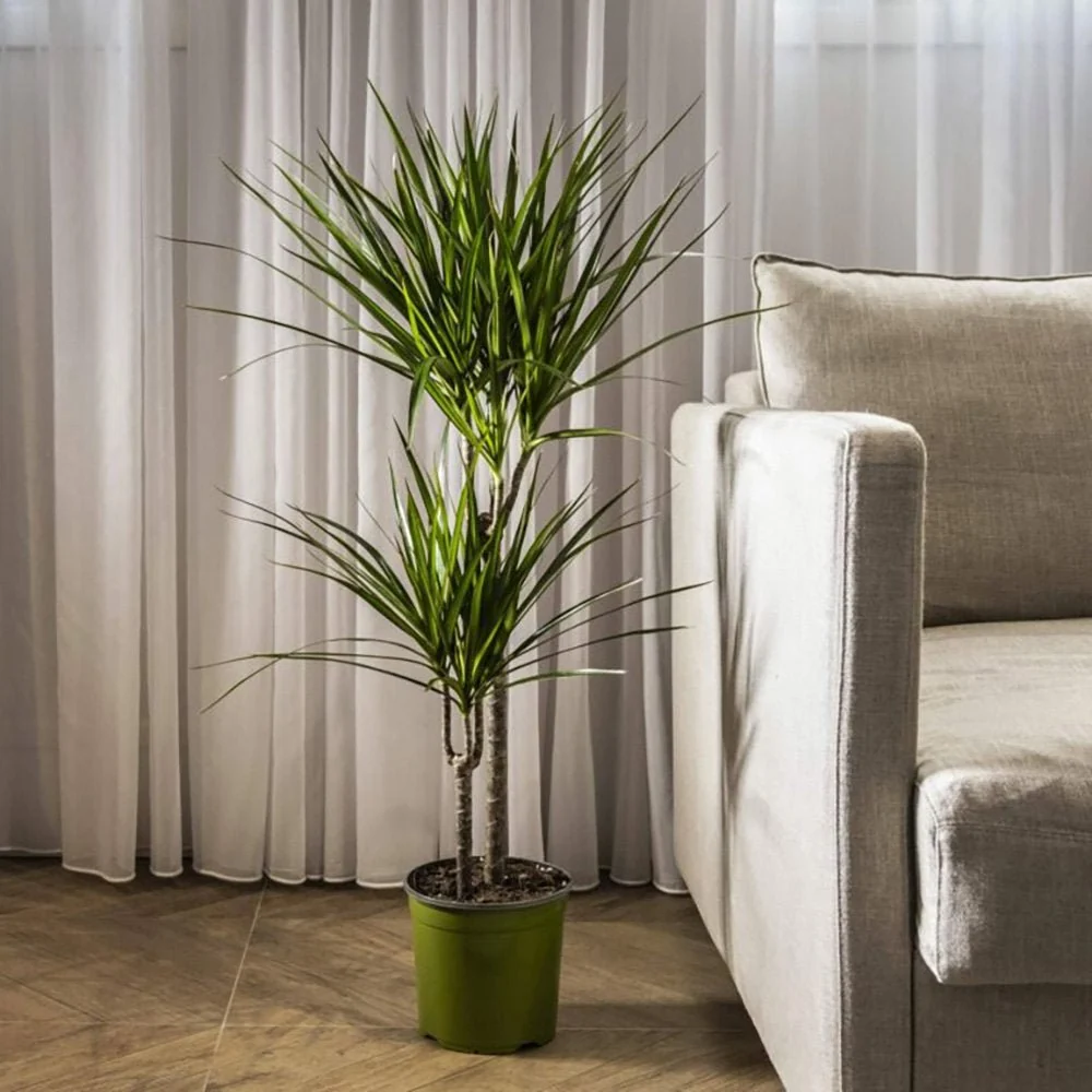 Trunchiul Fericirii (Dracena) Marginata, 180 cm, 4 Tulpini, planta decorativa cu frunze subtiri si tulpina inalta