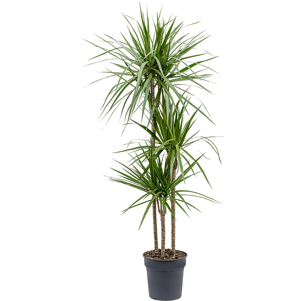 Trunchiul Fericirii (Dracena) Marginata, planta decorativa cu frunze subtiri si tulpina inalta - 75 cm