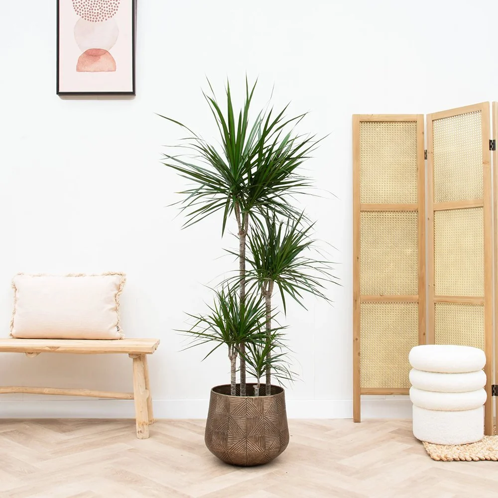 Trunchiul Fericirii (Dracena) Marginata, planta decorativa cu frunze subtiri si tulpina inalta - 75 cm