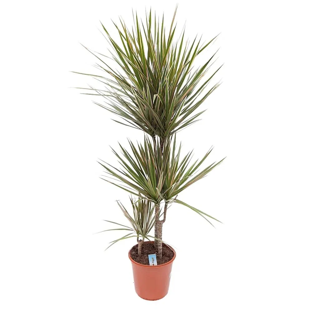 Trunchiul Fericirii (Dracena) Marginata, planta de interior cu frunze rosii verzi decorative, usor de intretinut si purifi...