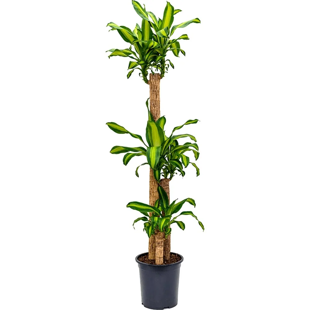 Trunchiul Fericirii (Dracena) Massangeana, 110 cm cu tulpini multiple, planta tropicala spectaculoasa