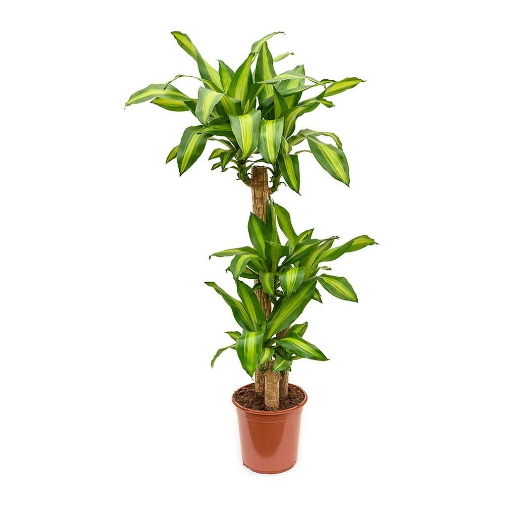 Trunchiul Fericirii (Dracena) Massangeana, 135 cm, tulpini multiple, planta tropicala spectaculoasa