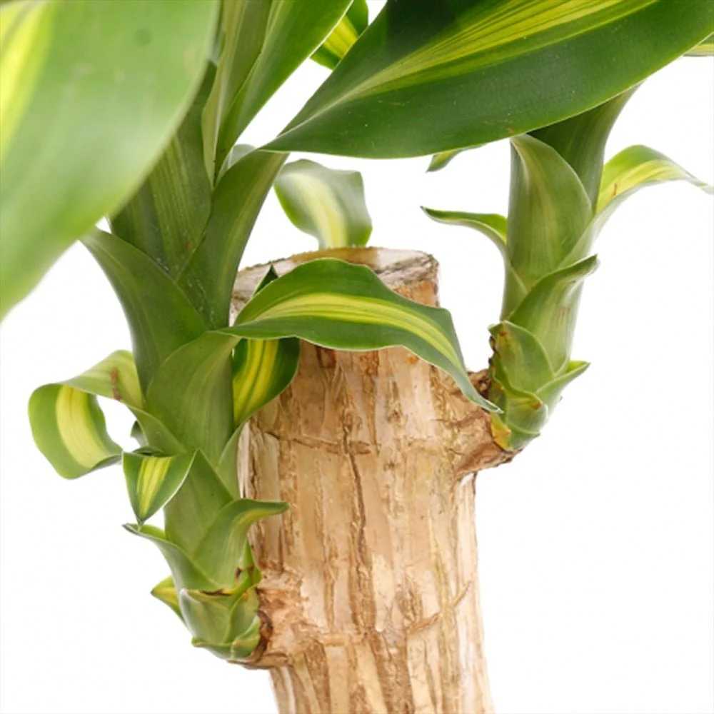 Trunchiul Fericirii (Dracena) Massangeana, 135 cm, tulpini multiple, planta tropicala spectaculoasa