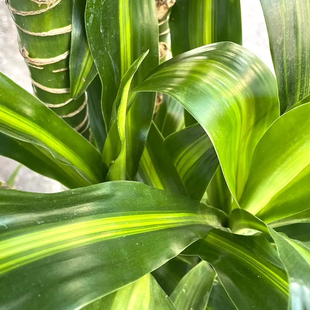 Trunchiul Fericirii (Dracena) Massangeana, 135 cm, tulpini multiple, planta tropicala spectaculoasa