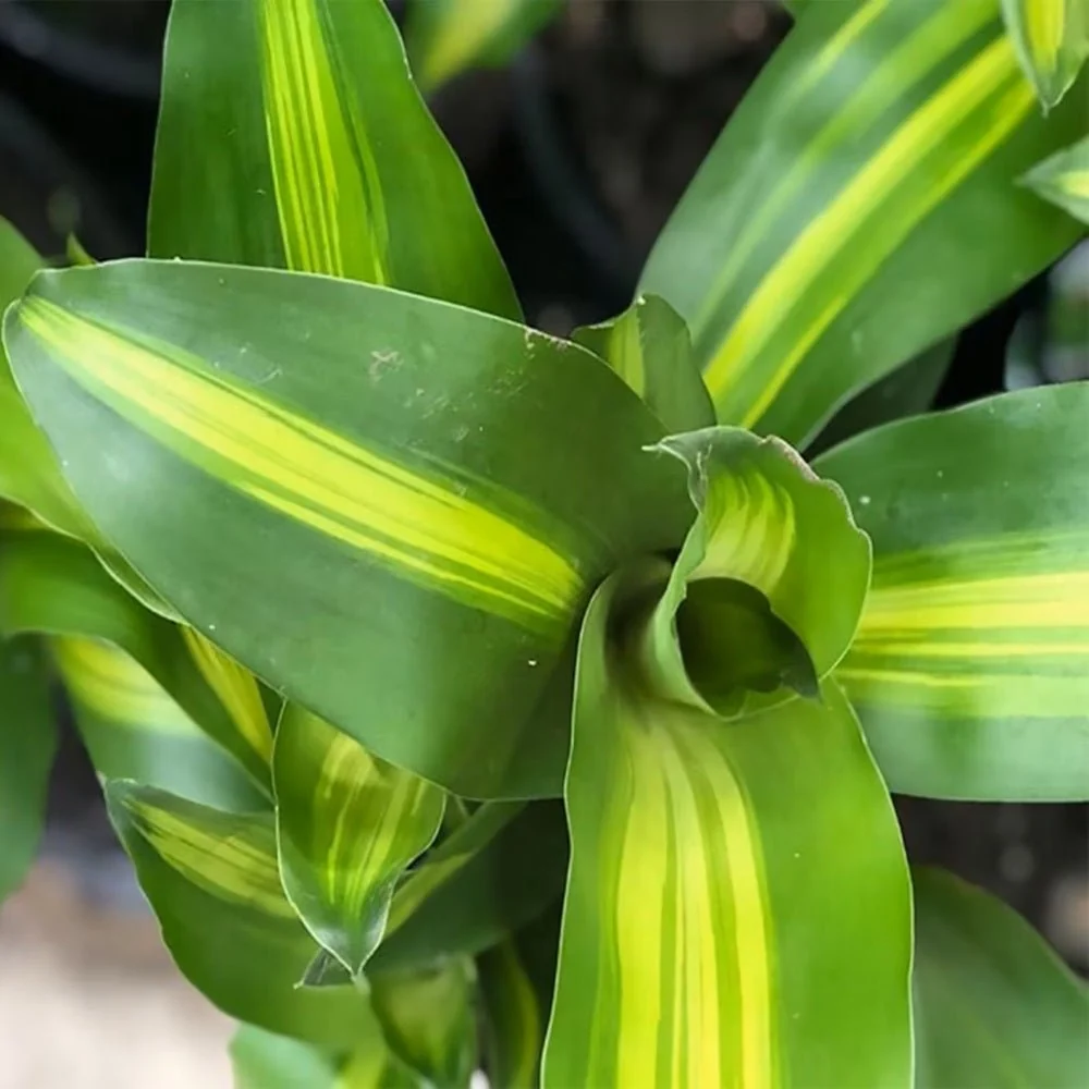 Trunchiul Fericirii (Dracena) Massangeana, 135 cm, tulpini multiple, planta tropicala spectaculoasa