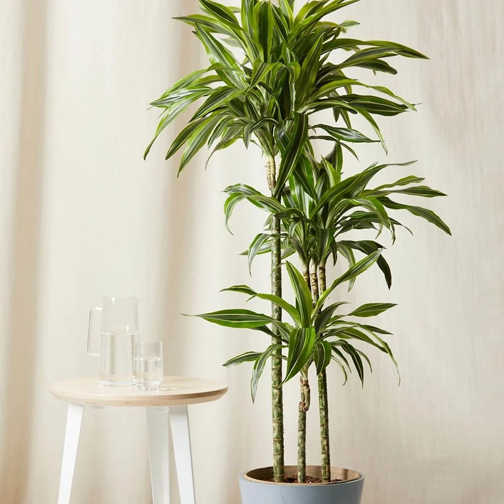 Trunchiul Fericirii (Dracena) Massangeana, 135 cm, tulpini multiple, planta tropicala spectaculoasa