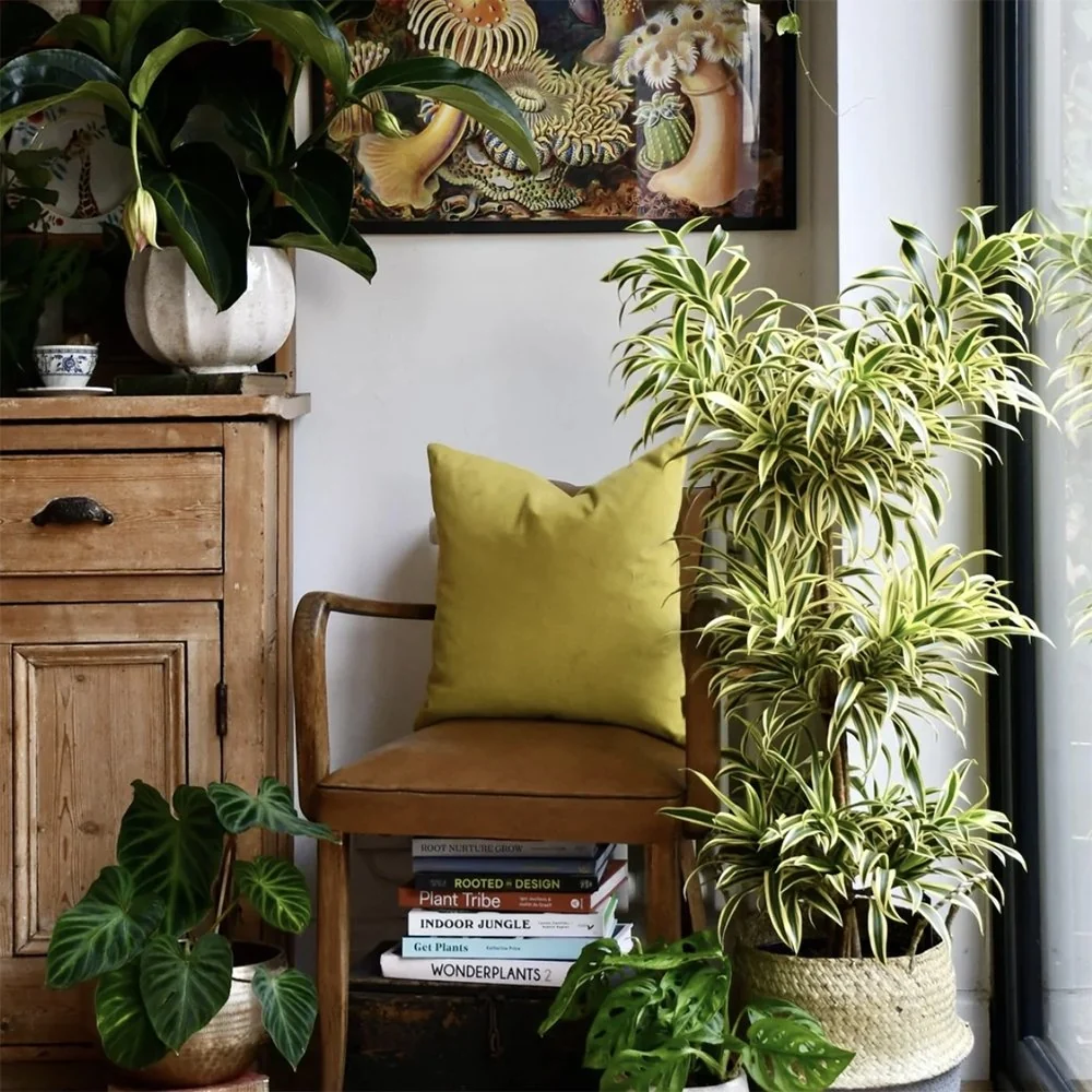 Trunchiul Fericirii (Dracena) Song India, 80 cm, 4 Tulpini