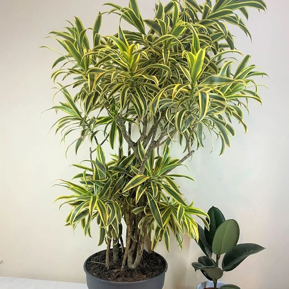 Trunchiul Fericirii (Dracena) Song India, 80 cm, 4 Tulpini