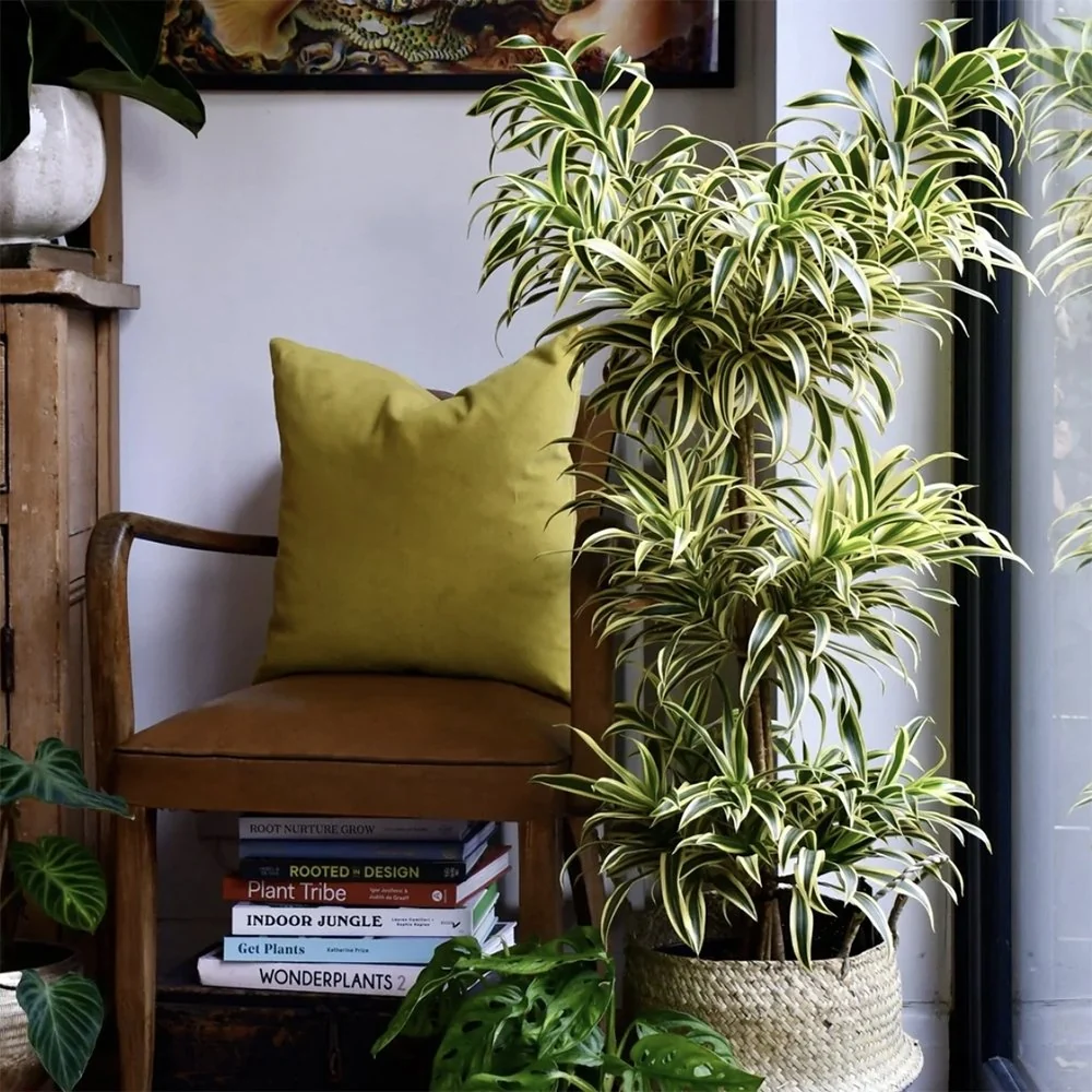 Trunchiul Fericirii (Dracena) Song India, 80 cm, 4 Tulpini