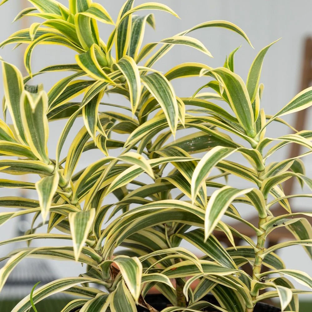 Trunchiul Fericirii (Dracena) Song India, 80 cm, 4 Tulpini