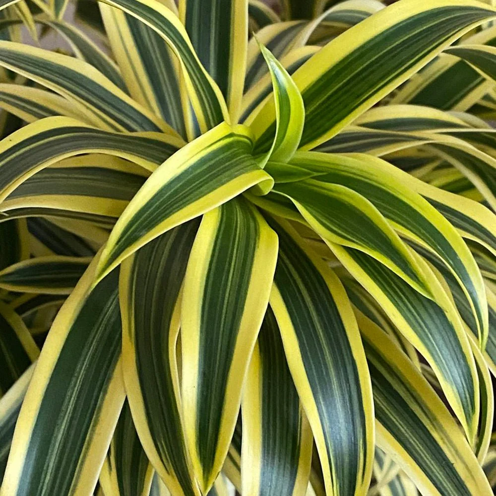 Trunchiul Fericirii (Dracena) Song India, 80 cm, 4 Tulpini