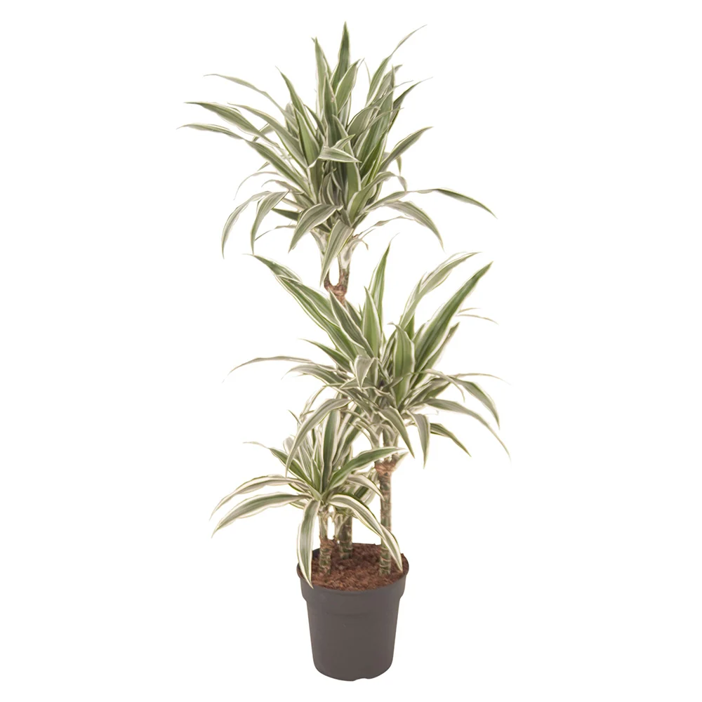 Trunchiul Fericirii (Dracena) White Stripe, 90 cm cu tulpini multiple