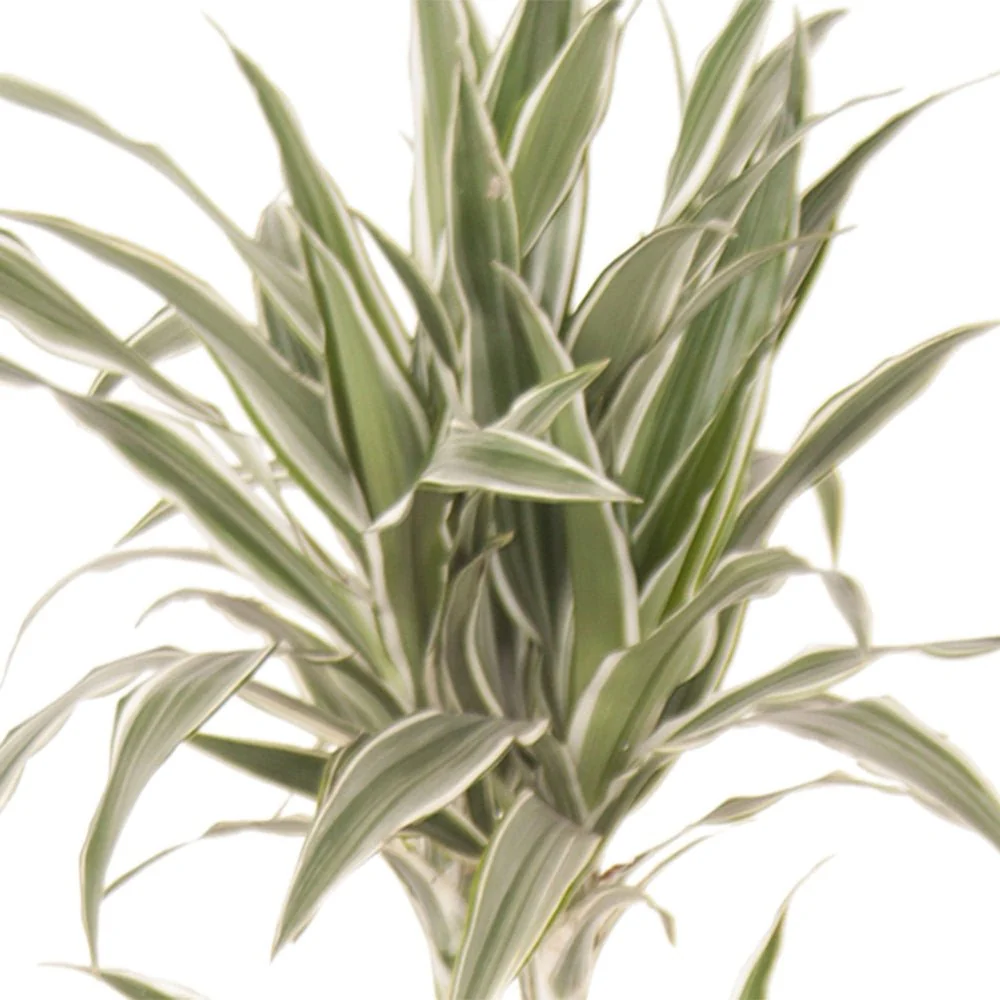 Trunchiul Fericirii (Dracena) White Stripe, 90 cm cu tulpini multiple
