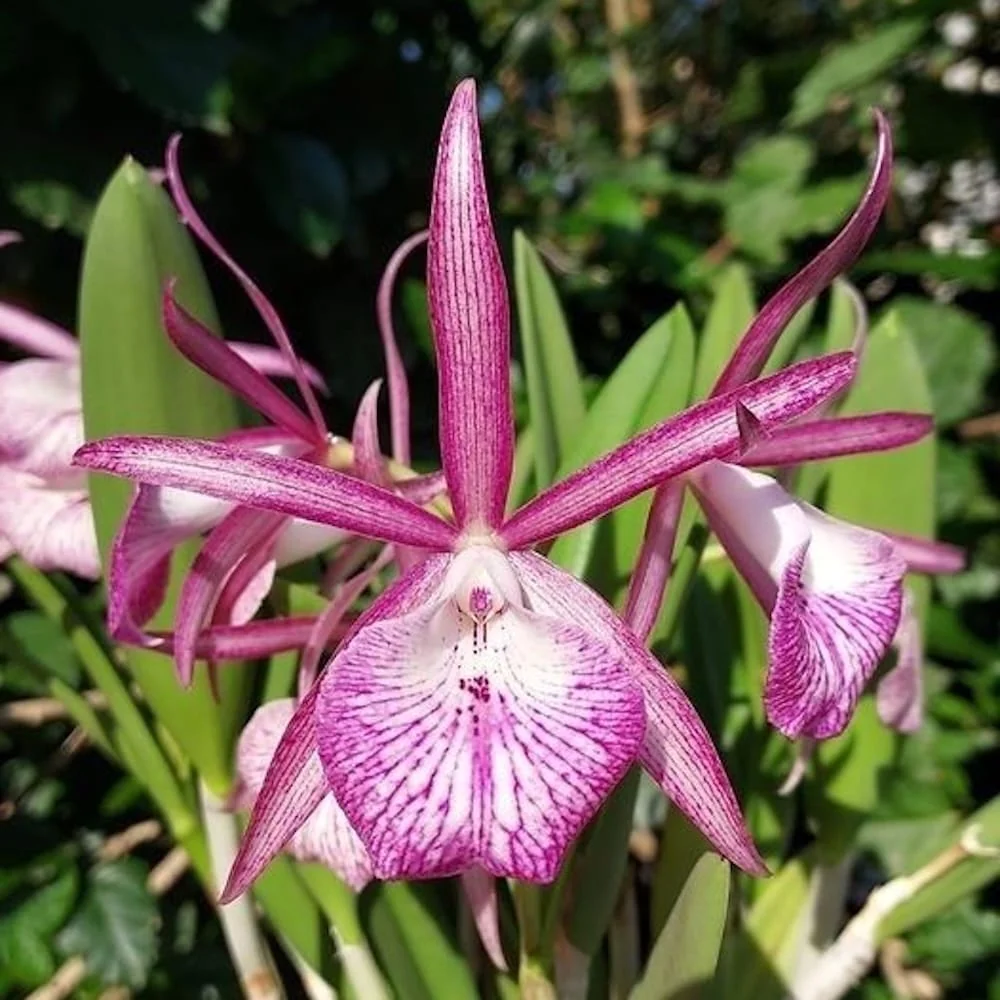 Bc. Tsiku Archangel 'Yuan Dung' *parfumata