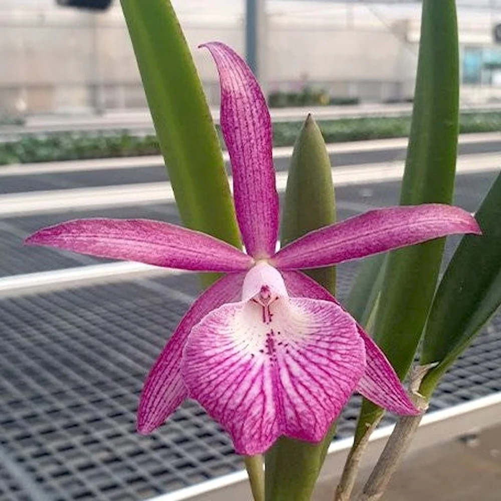 Bc. Tsiku Archangel 'Yuan Dung' *parfumata