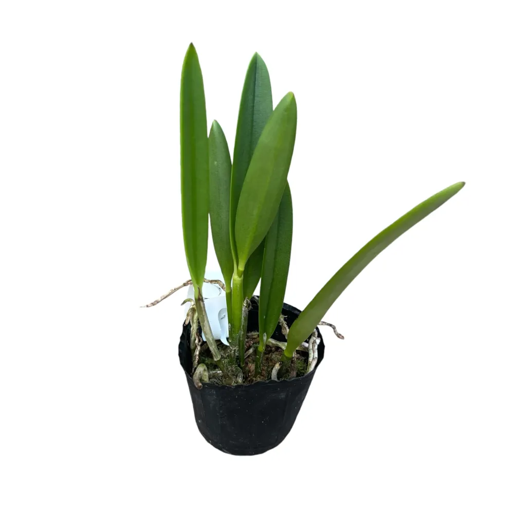Bc. Tsiku Archangel 'Yuan Dung' *parfumata