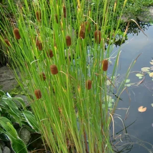 Typha angustifolia