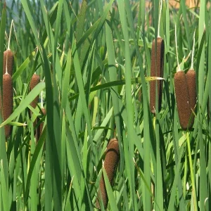 Typha latifolia