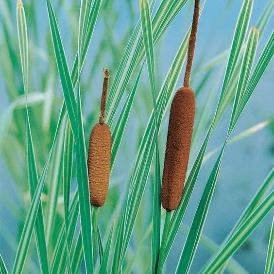 Typha latifolia variegata