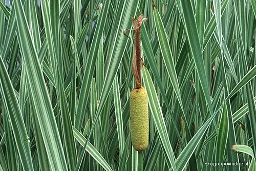 Typha latifolia variegata