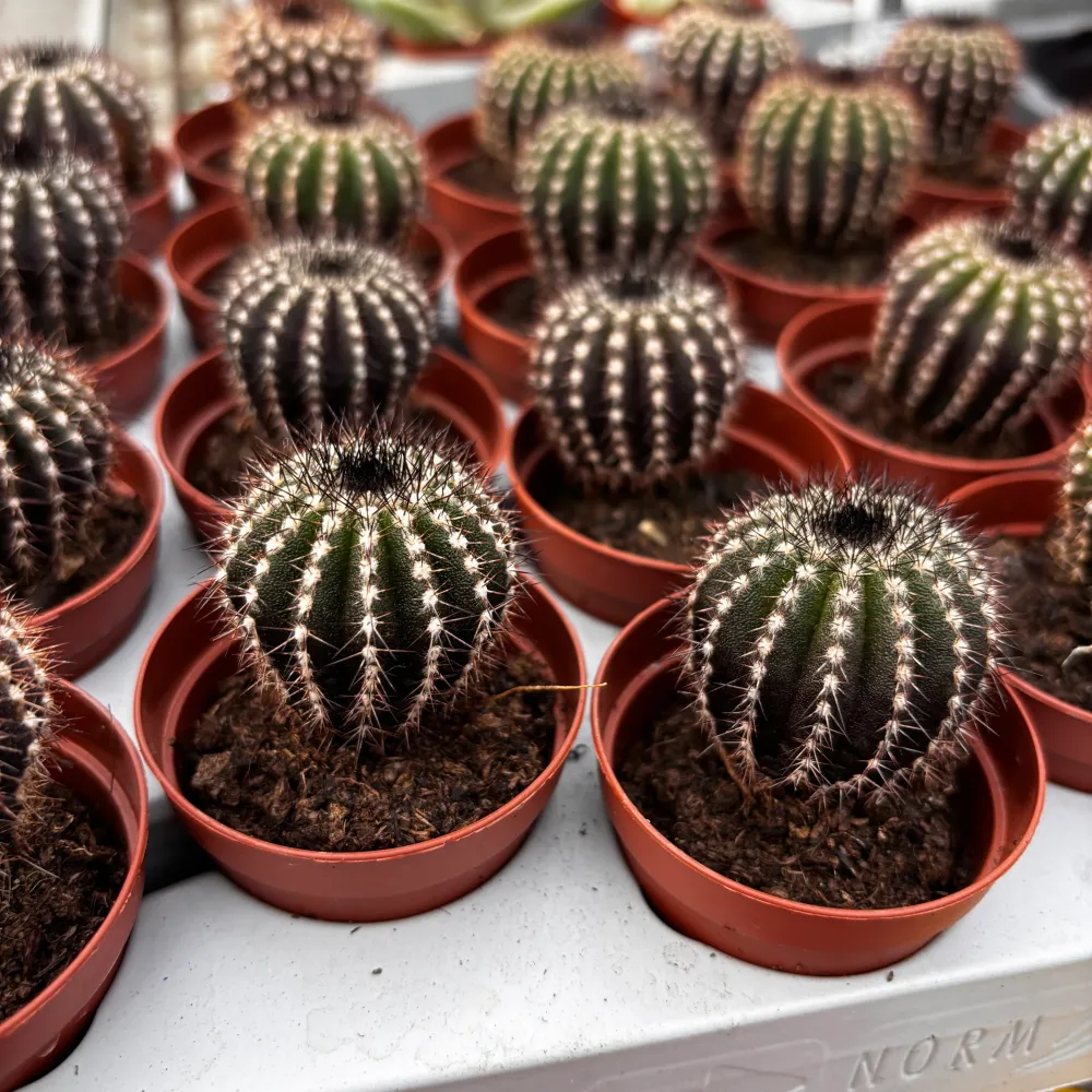Uebelmannia pectinifera – cactus rar cu textura grafica si aspect premium