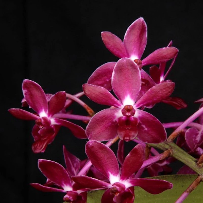 Van. Pinky 'Red' (V. falcata × Rhy. gigantea) - (exemplarul din poza cu 5 keiki)