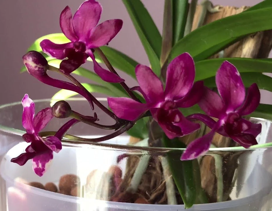 Van. Pinky 'Red' (V. falcata × Rhy. gigantea) - (exemplarul din poza cu 5 keiki)