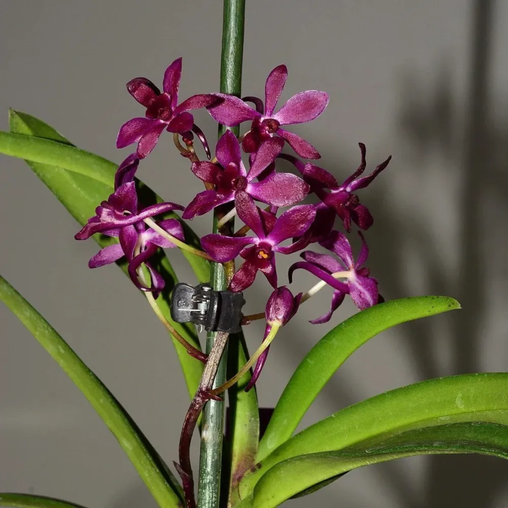 Van. Pinky 'Red' (V. falcata × Rhy. gigantea) - (exemplarul din poza cu 5 keiki)