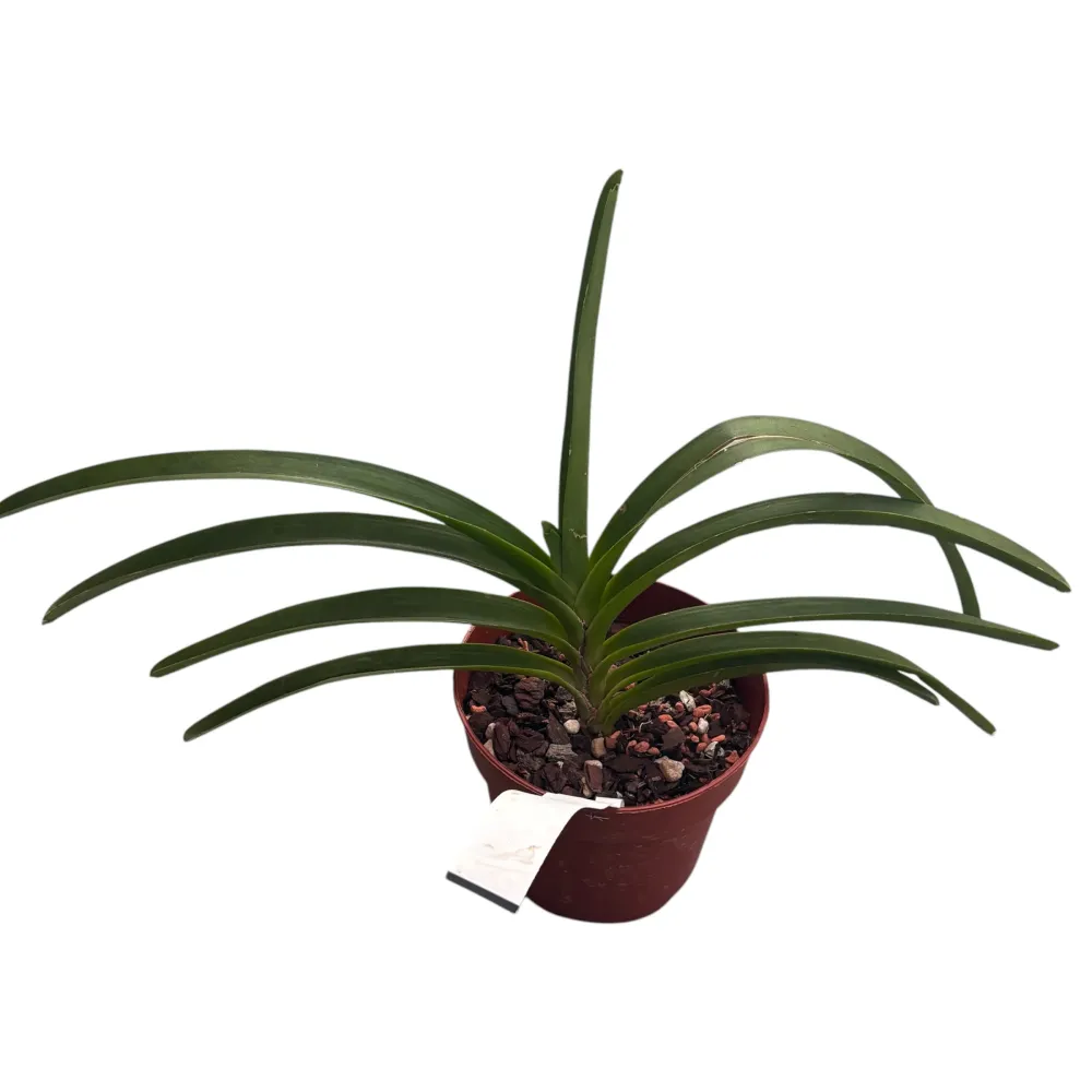 Van. Roll on Red (Van. Crownfox Red Gem × V. Peggy Foo) parfumat