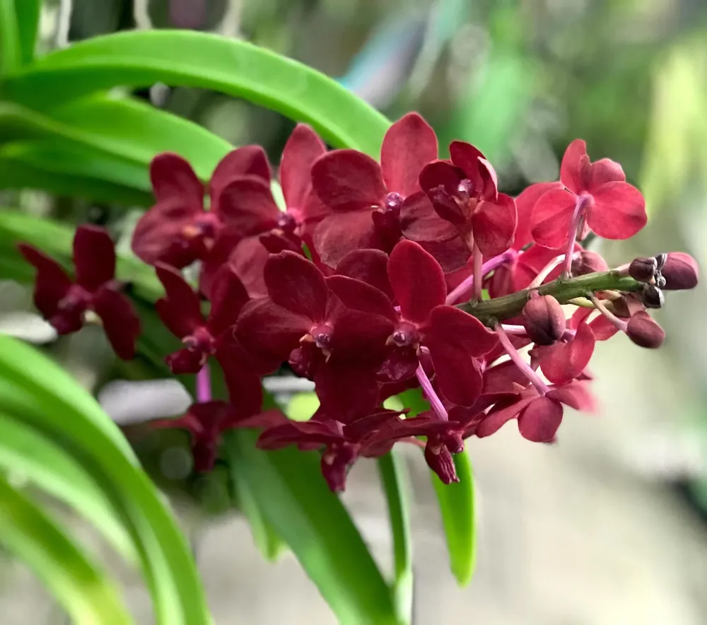 Van. Roll on Red (Van. Crownfox Red Gem × V. Peggy Foo) parfumat