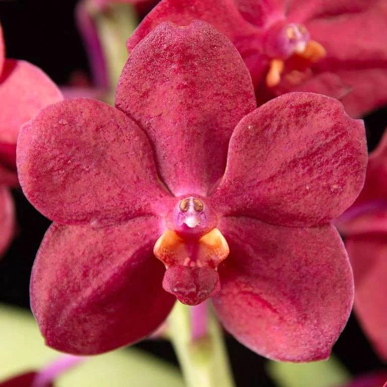 Van. Roll on Red (Van. Crownfox Red Gem × V. Peggy Foo) parfumat