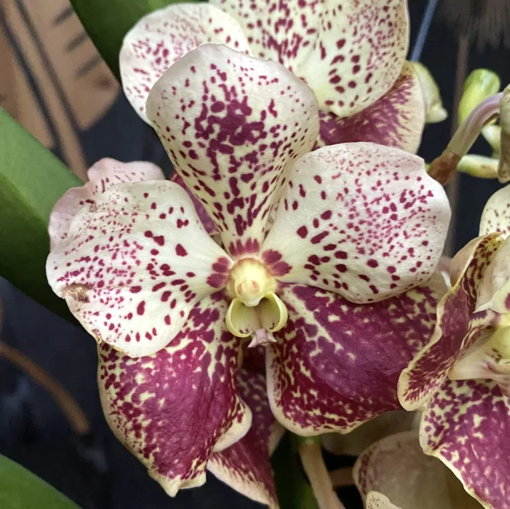 Vanda DIVANA Amber Mahogany (Ansu) - exemplarul din poza