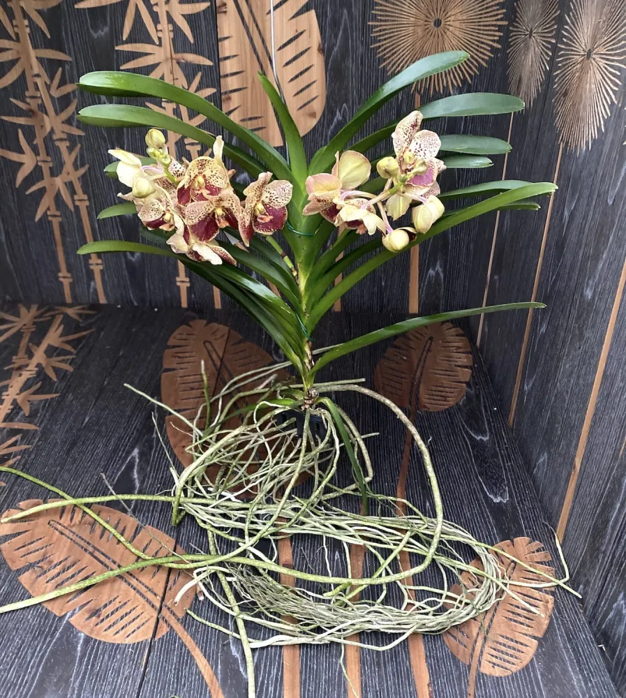 Vanda DIVANA Amber Mahogany (Ansu) - exemplarul din poza