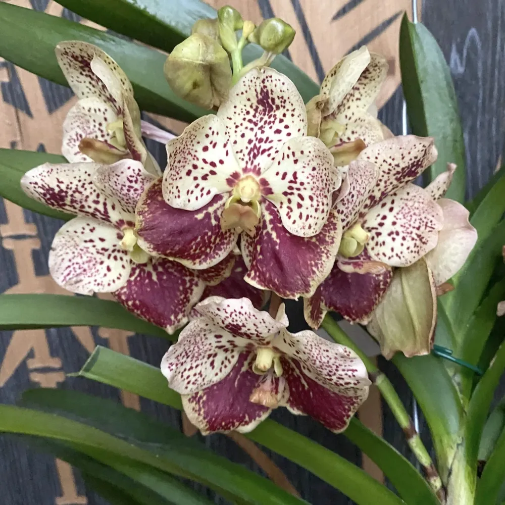Vanda DIVANA Amber Mahogany (Ansu) - exemplarul din poza